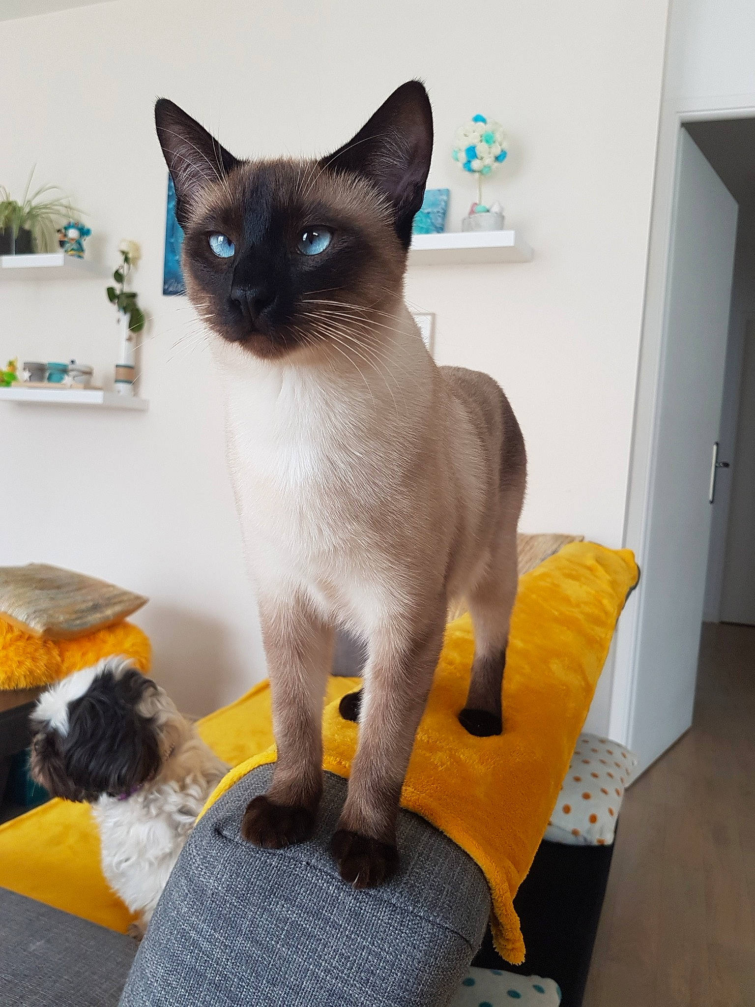 Newt participe au concours pour gagner de l'argent avec cette photo : asian, balinese, burmese, carnivore, cat, colorpoint_shorthair, domestic_short_haired_cat, fawn, felidae, german_rex, javanese, mammal, siamese, small_to_medium_sized_cats, snowshoe, tail, thai, tonkinese, vertebrate, whiskers