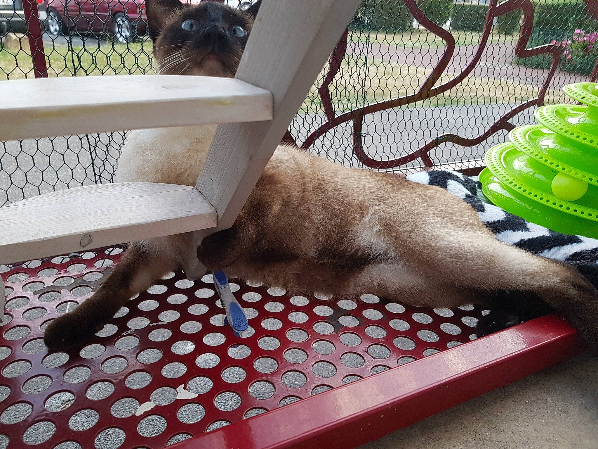 Newt participe au concours pour gagner de l'argent avec cette photo : canidae, carnivore, cat, chair, fawn, felidae, furniture, kitten, play, puppy, small_to_medium_sized_cats, sporting_group, table, tail