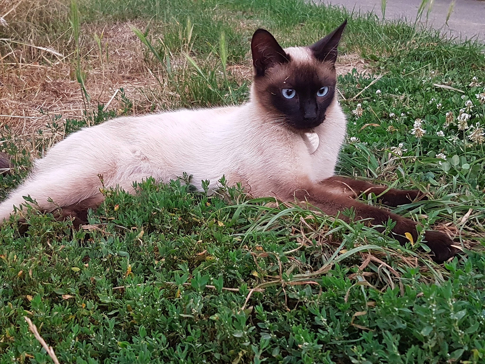 Mikado a rejoint le concours — aidez-le/la à gagner de superbes lots ! balinese, birman, burmese, carnivore, cat, colorpoint_shorthair, eye, fawn, felidae, grass, kitten, mammal, plant, siamese, small_to_medium_sized_cats, thai, tonkinese, vertebrate, whiskers, wildlife