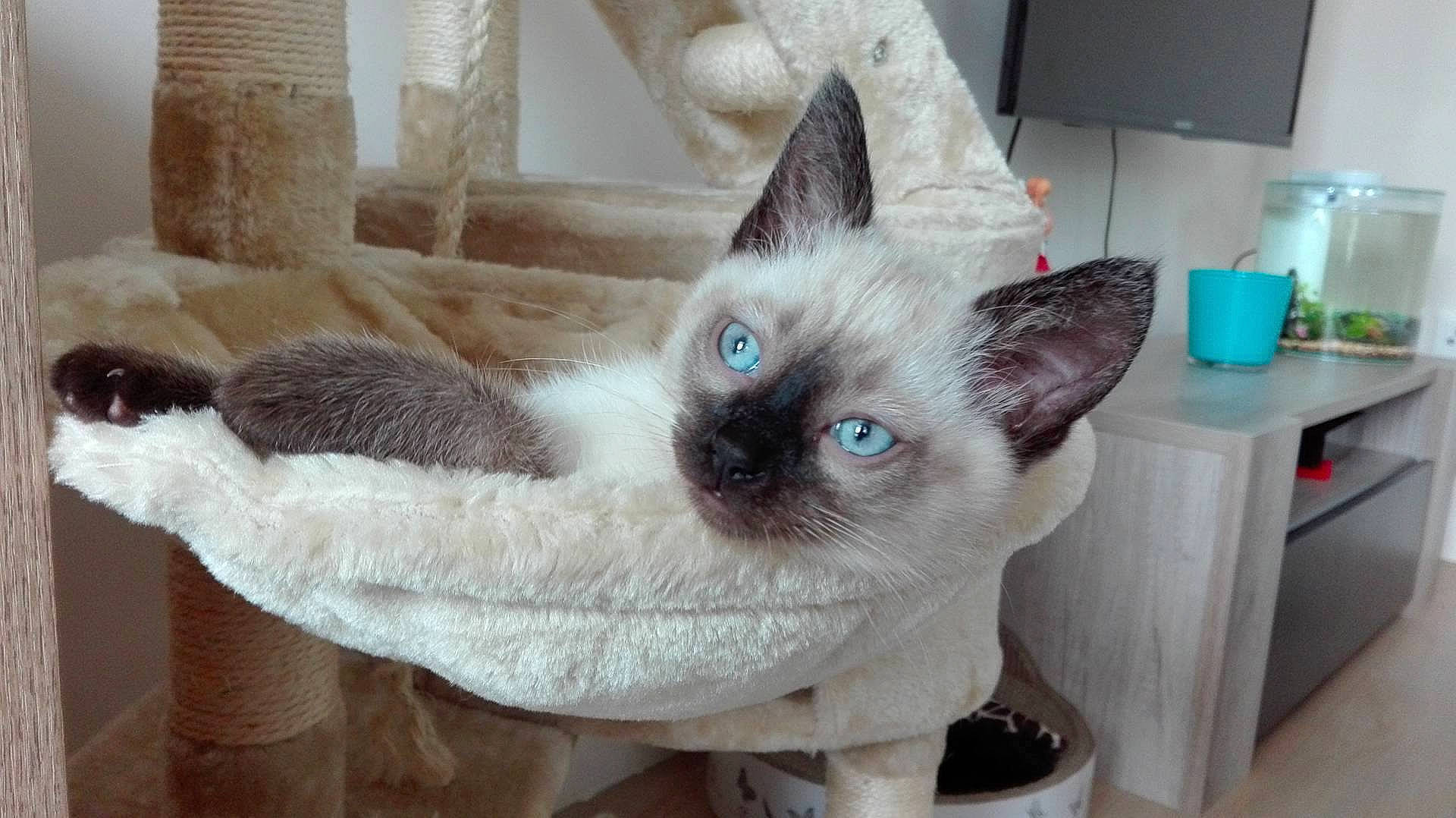 Mikado a rejoint le concours — aidez-le/la à gagner de superbes lots ! asian, balinese, carnivore, cat, colorpoint_shorthair, cornish_rex, devon_rex, fawn, felidae, german_rex, javanese, kitten, mammal, ojos_azules, siamese, small_to_medium_sized_cats, thai, tonkinese, vertebrate, whiskers