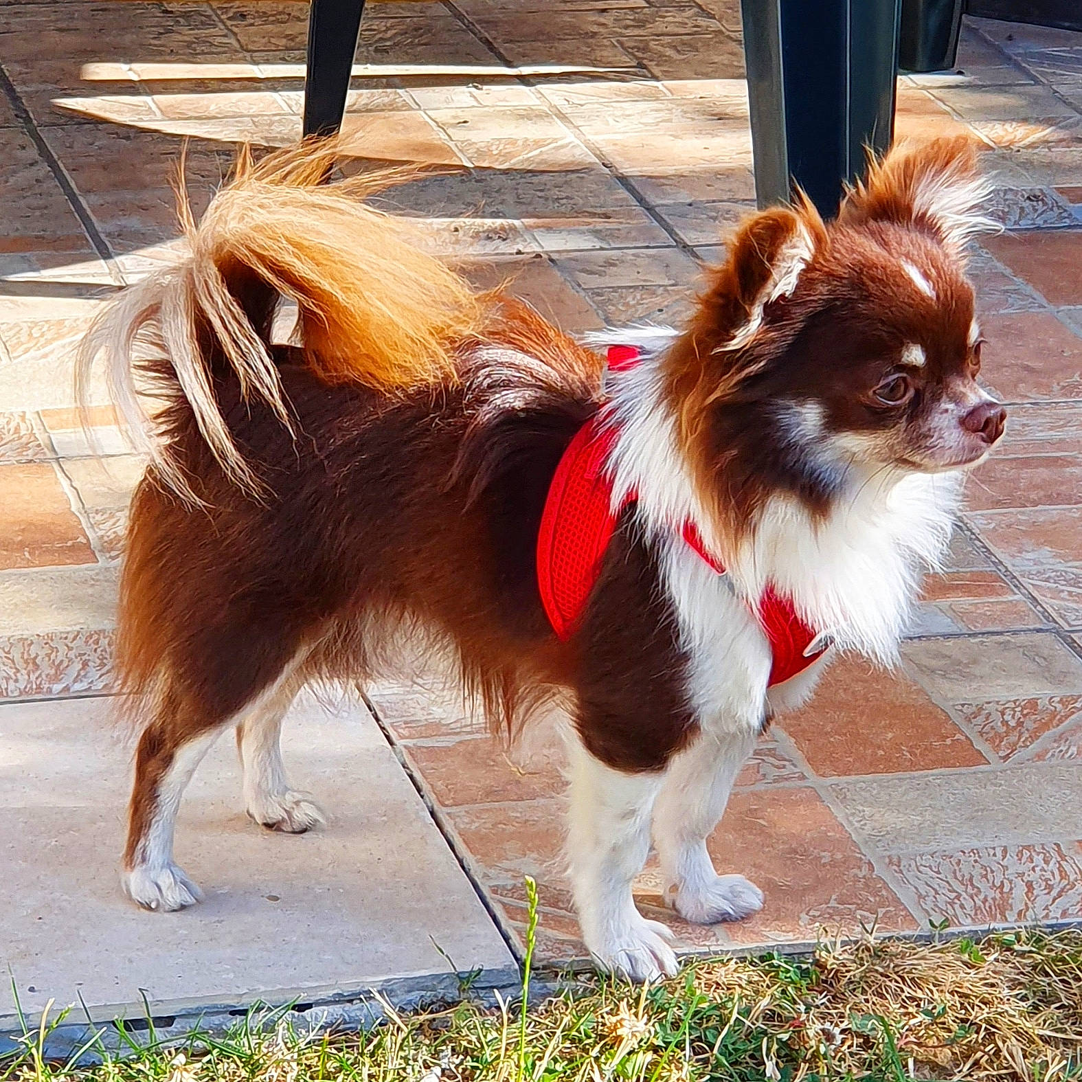 Odor participe au concours pour gagner de l'argent avec cette photo : canidae, carnivore, companion_dog, dog, dog_breed, fawn, fur, liver, mammal, papillon, phalene, pomeranian, sporting_group, tail, toy_dog, vertebrate