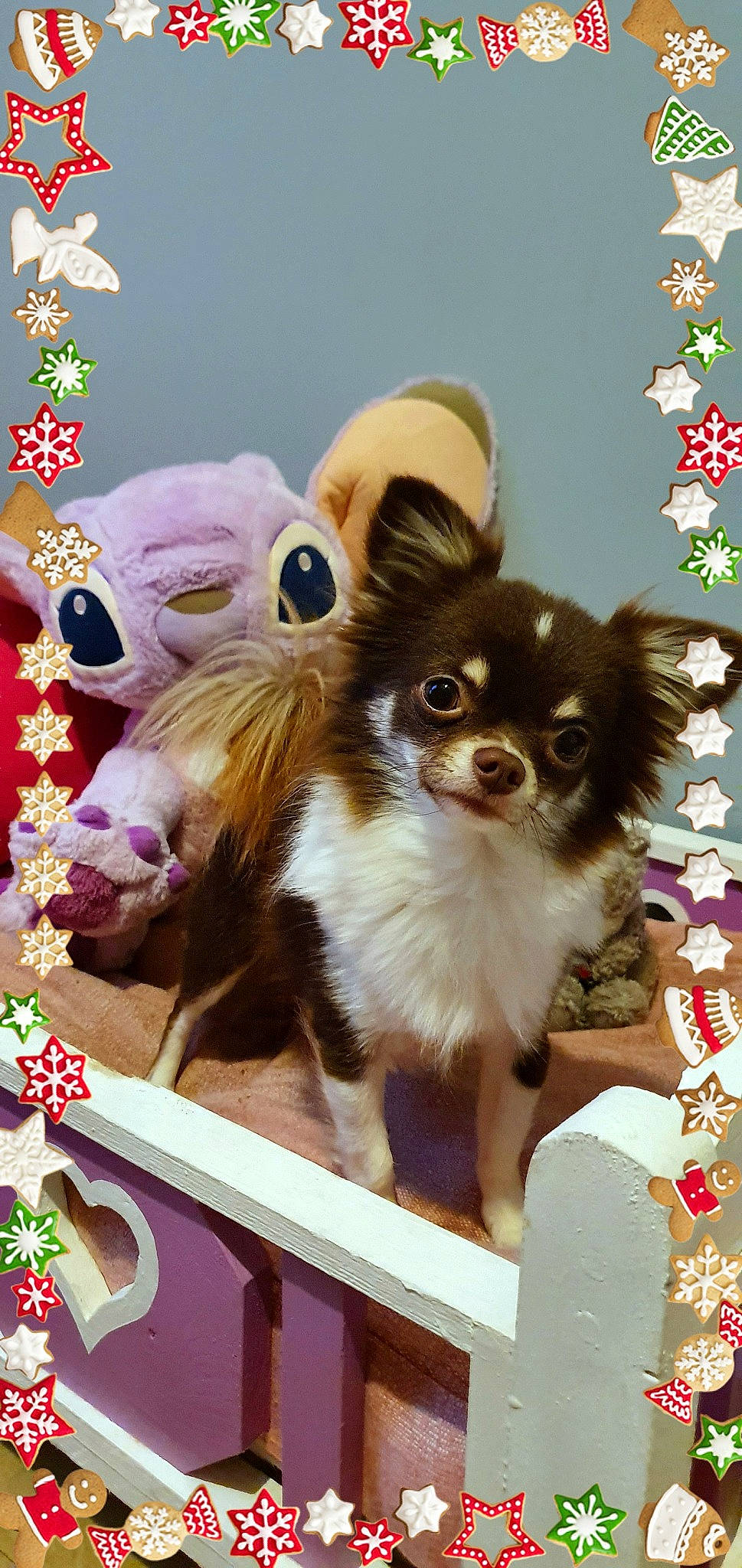 Odor participe au concours pour gagner de l'argent avec cette photo : canidae, carnivore, chihuahua, companion_dog, dog, dog_breed, fawn, mammal, puppy, russkiy_toy, toy_dog, vertebrate