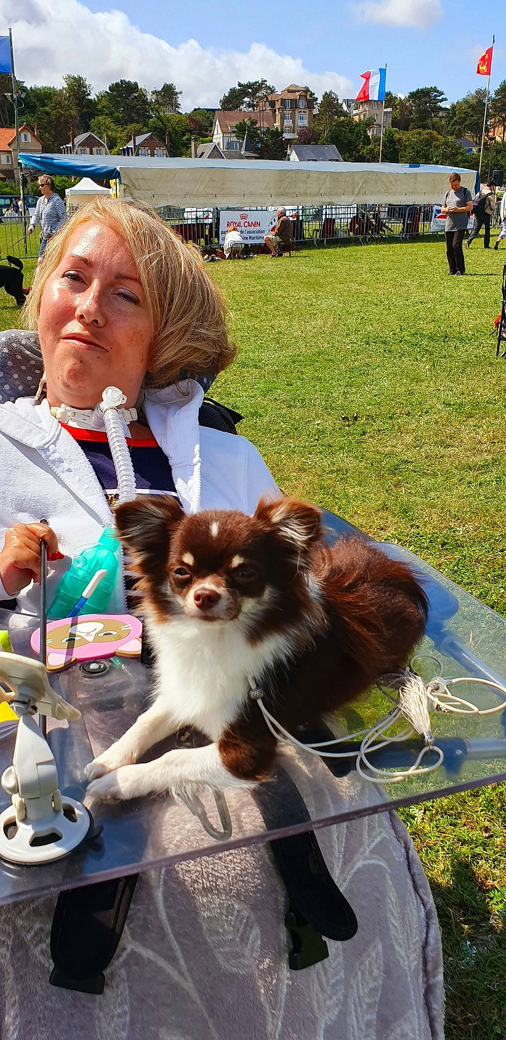 Odor participe au concours pour gagner de l'argent avec cette photo : canidae, carnivore, companion_dog, conformation_show, dog, dog_breed, german_spitz_mittel, mammal, papillon, phalene, pomeranian, spitz, sporting_group, toy_dog, vertebrate