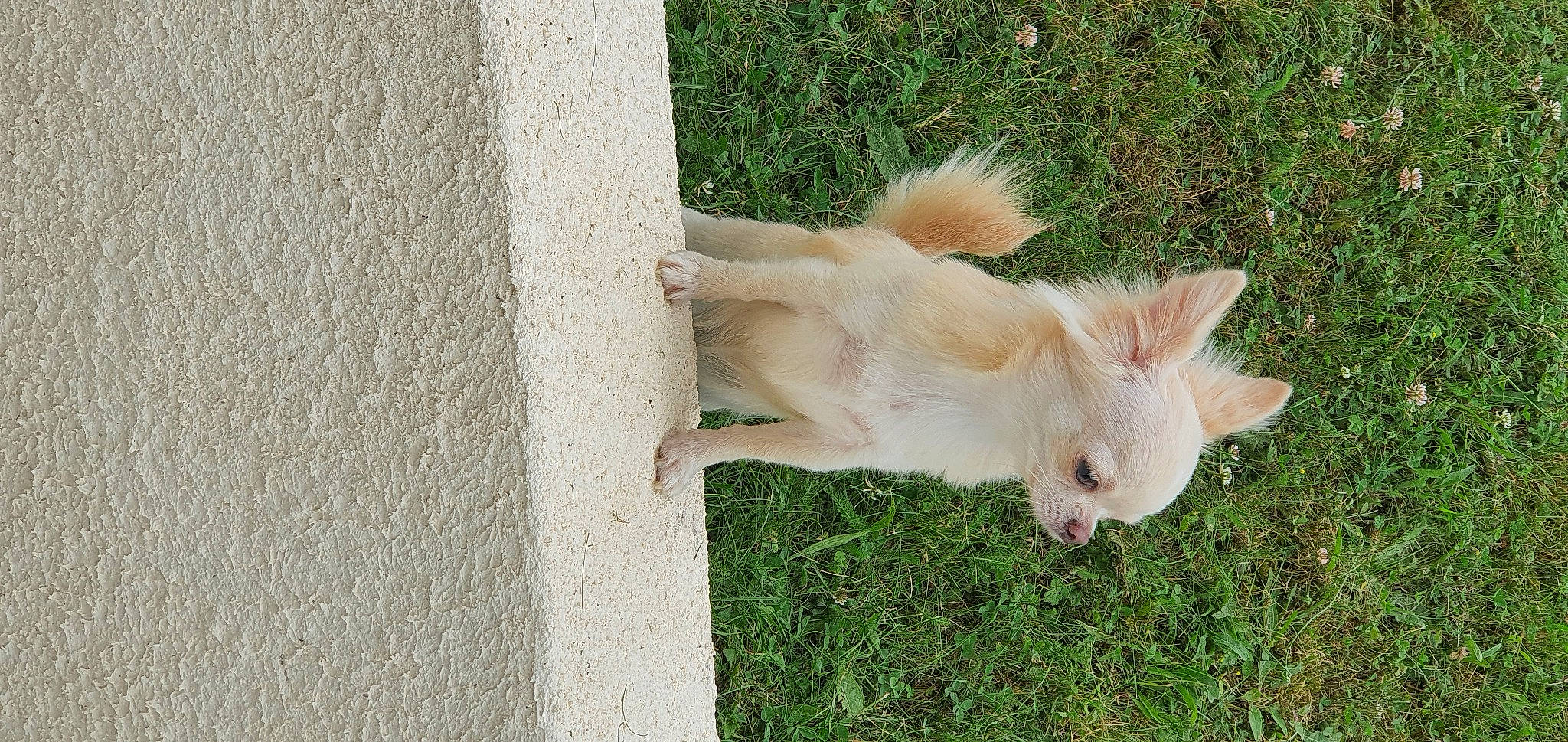 Raya participe au concours pour gagner de l'argent avec cette photo : canidae, carnivore, companion_dog, dog, dog_breed, fawn, felidae, fur, grass, pasture, plant, small_to_medium_sized_cats, snout, sporting_group, tail, terrestrial_animal, tree, whiskers, wildlife, wood
