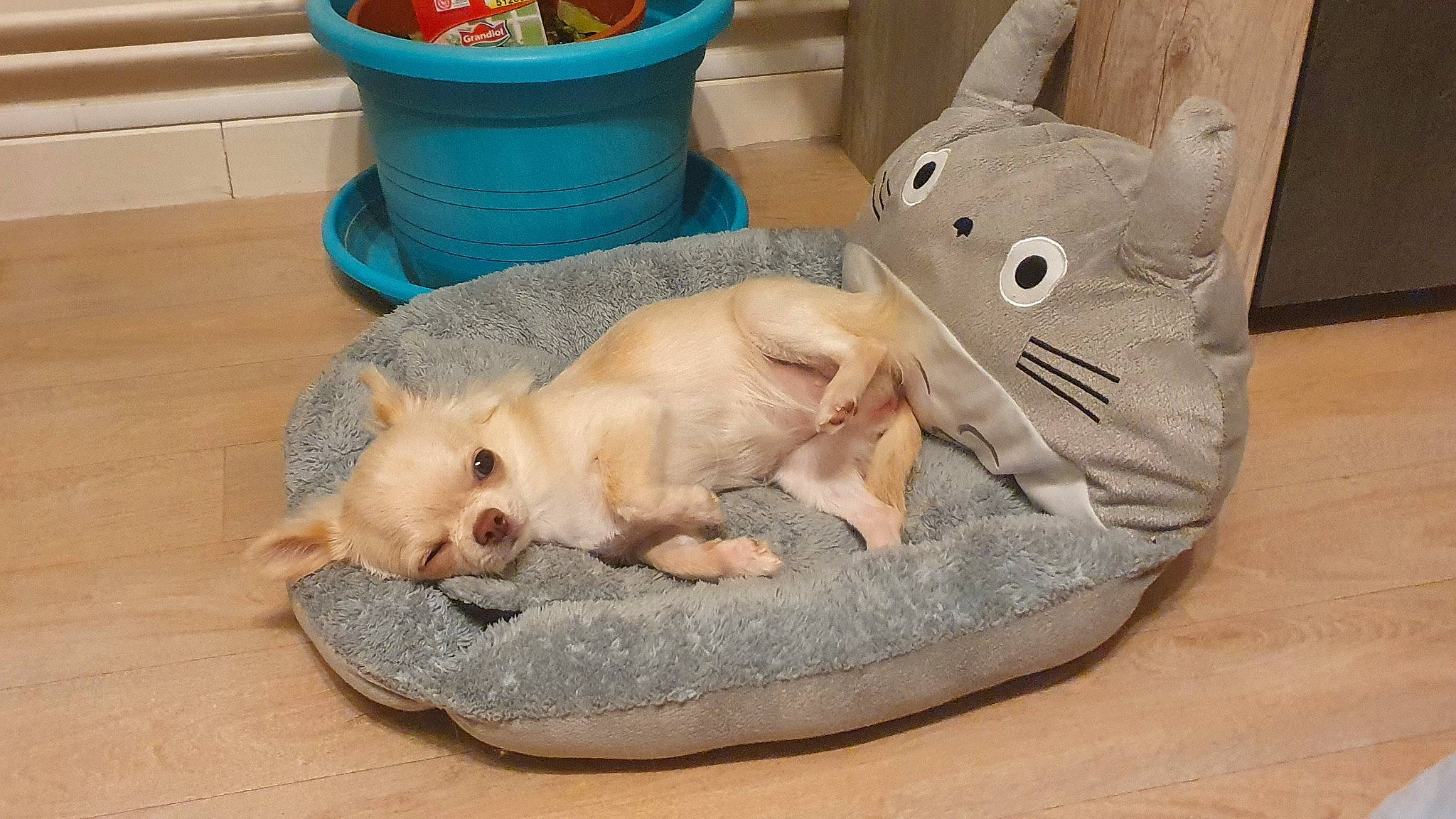 Raya participe au concours pour gagner de l'argent avec cette photo : bowl, canidae, carnivore, cat, cat_bed, cat_supply, comfort, companion_dog, fawn, felidae, fur, mammal, paw, pet_supply, small_to_medium_sized_cats, tableware, tail, toy, vertebrate, whiskers