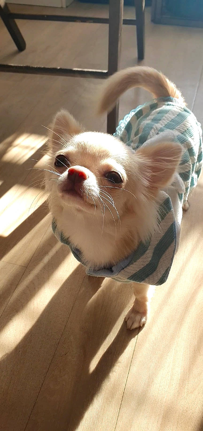 Raya a rejoint le concours — aidez-le/la à gagner de superbes lots ! canidae, carnivore, cat, claw, comfort, companion_dog, domestic_short_haired_cat, fawn, felidae, flooring, fur, mouse, paw, pet_supply, small_to_medium_sized_cats, snout, tail, terrestrial_animal, whiskers, wood