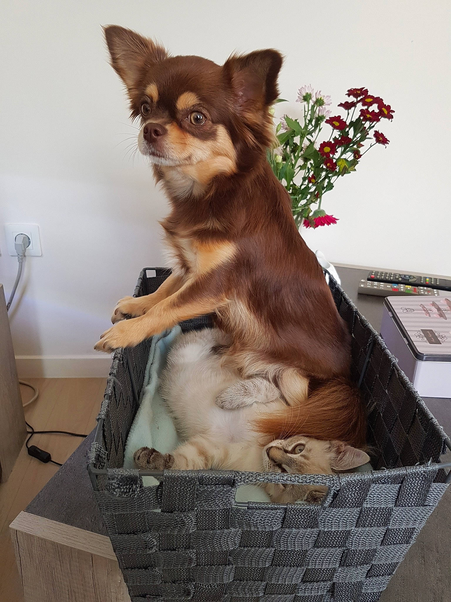 Moana a rejoint le concours — aidez-le/la à gagner de superbes lots ! canidae, carnivore, chihuahua, companion_dog, dog, dog_breed, fawn, liver, russkiy_toy, whiskers