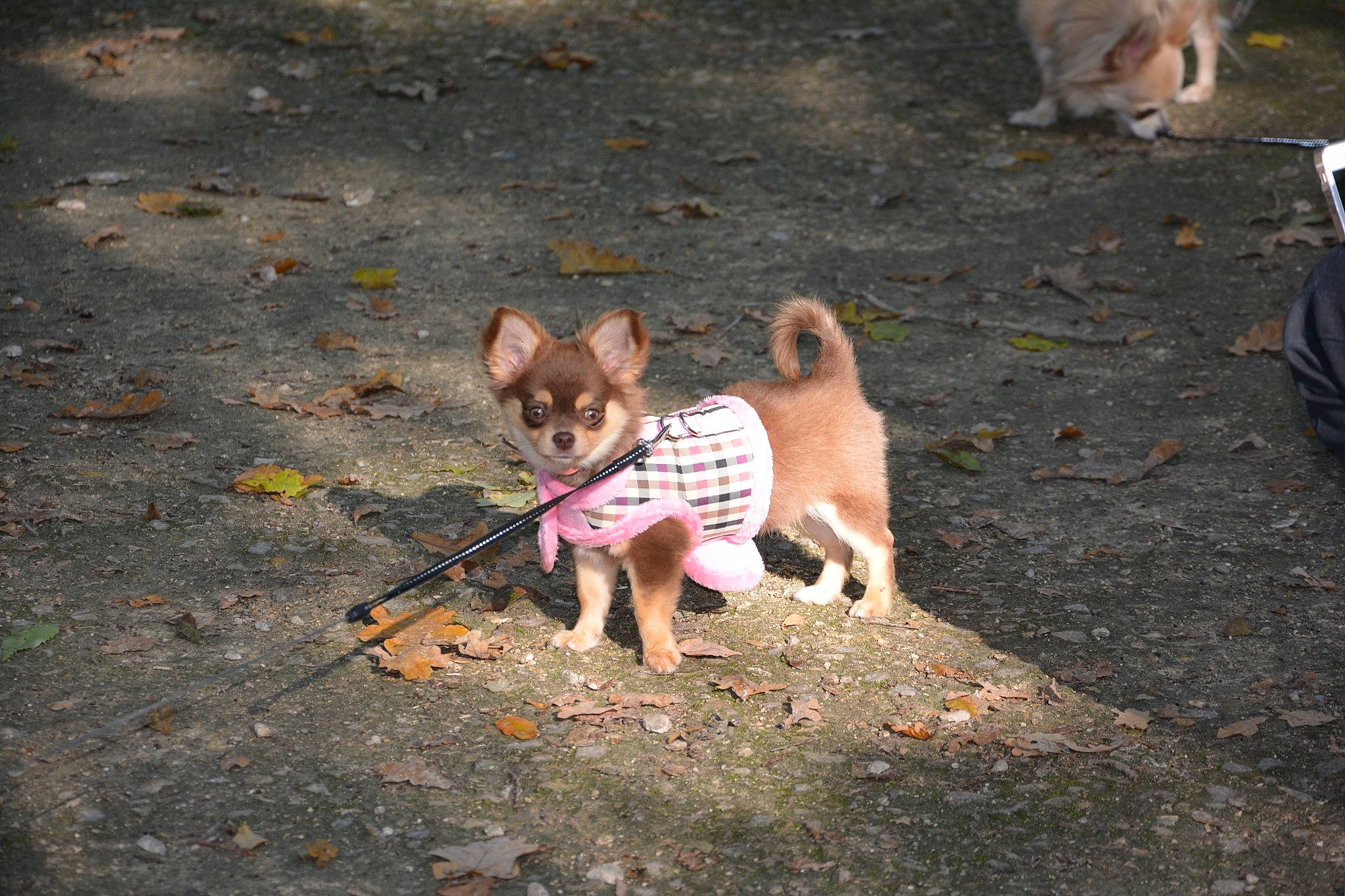 Moana participe au concours pour gagner de l'argent avec cette photo : canidae, carnivore, chihuahua, companion_dog, corgi_chihuahua, dog, dog_breed, fawn, finnish_spitz, korean_jindo_dog, mammal, non_sporting_group, norwegian_buhund, norwegian_lundehund, pomeranian, puppy, shiba_inu, tail, toy_dog