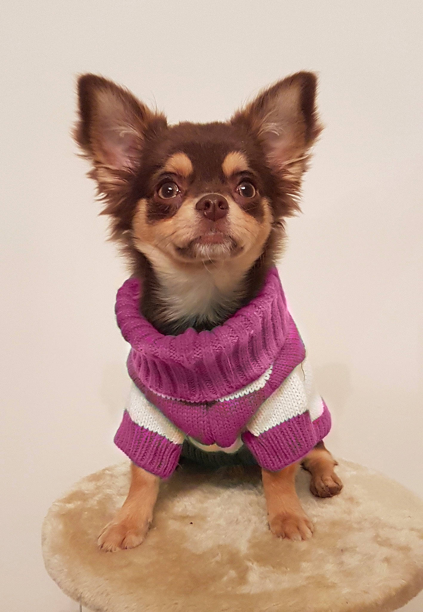 Moana a rejoint le concours — aidez-le/la à gagner de superbes lots ! canidae, carnivore, chihuahua, companion_dog, dog, dog_breed, dog_clothes, dog_supply, english_toy_terrier, fawn, pink, puppy, russkiy_toy, toy_dog