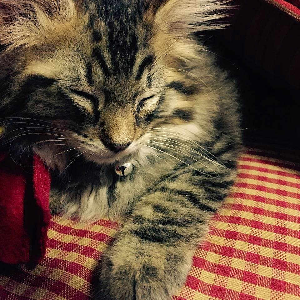 Luna