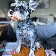 Pepper is registered to the contest to win money with this photo: dog, pet, indoor, wooden_table, gray_fur, white_fur, ears, sitting, portrait, animal, furry, canine, looking_away, blurry_background, cozy, house, floor, furniture, closeup, domestic