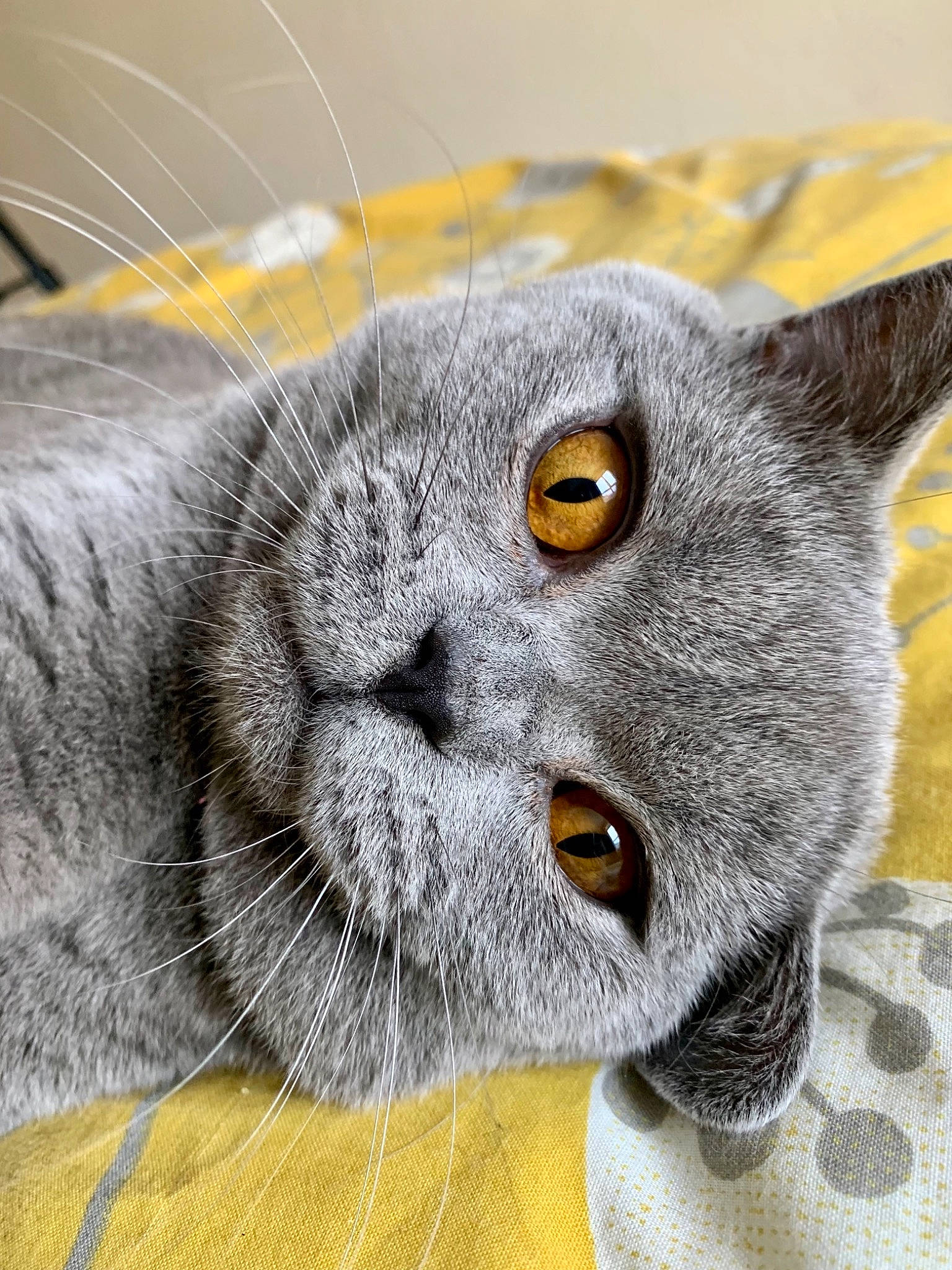 Julius joined the competition — help win amazing prizes! art, british_longhair, carnivore, cat, close_up, comfort, domestic_short_haired_cat, felidae, fur, grey, russian_blue, small_to_medium_sized_cats, snout, terrestrial_animal, whiskers
