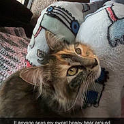 Honey joined the competition — help win amazing prizes! cat, calico, indoor, blanket, furniture, wood_floor, pet, animal, closeup, resting, patterned_blanket, domestic, cute, fur, eyes, whiskers, home, cozy, lost_pet, text_overlay