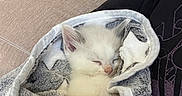 Archie joined the competition — help win amazing prizes! kitten, cat, sleeping, blanket, cozy, couch, indoor, pet, animal, fur, white_cat, resting, cute, young, nap, soft_texture, human, clothing, relaxation, domestic