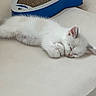 Archie is registered to the contest to win money with this photo: kitten, cat, sleeping, white_fur, pet, animal, indoor, scratching_pad, blue, soft_surface, cute, relaxed, feline, fur, small, resting, cozy, domestic, young, peaceful