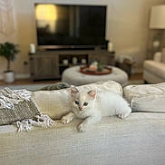 Archie is registered to the contest to win money with this photo: kitten, cat, white_cat, blue_eyes, couch, living_room, blanket, throw, furniture, indoor, pet, animal, cute, relaxing, cozy, home, decor, plant, television, soft