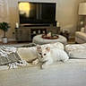 kitten, cat, white_cat, blue_eyes, couch, living_room, blanket, throw, furniture, indoor, pet, animal, cute, relaxing, cozy, home, decor, plant, television, soft