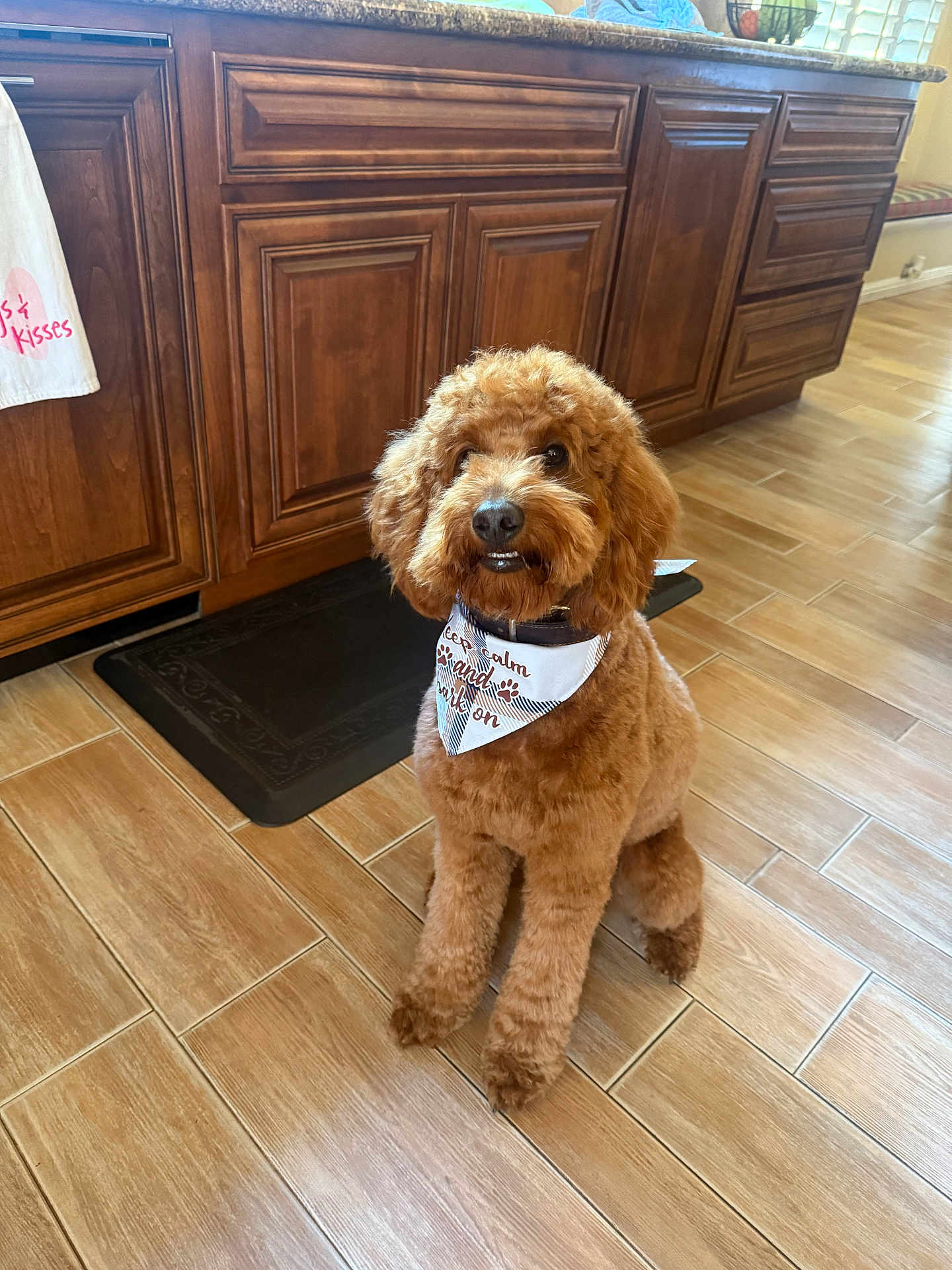 Taco is registered to the contest to win money with this photo: dog, brown_dog, curly_fur, bandana, indoor, kitchen, wooden_floor, wooden_cabinets, pet, animal, sitting, floor_mat, home, cute, fur, canine, domestic_animal, portrait, flooring, tile_floor