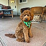 dog, curly_fur, bandana, green_bandana, sitting, patio, outdoor, brown_dog, floor, furniture, chair, door, window, holiday, pet, cute, animal, calm, domestic_animal, companion