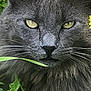 animal, cat, closeup, eyes, face, flora, fur, grass, gray_cat, green, mammal, nature, outdoor, pet, plant, portrait, whiskers, wildlife, yellow, yellow_flower