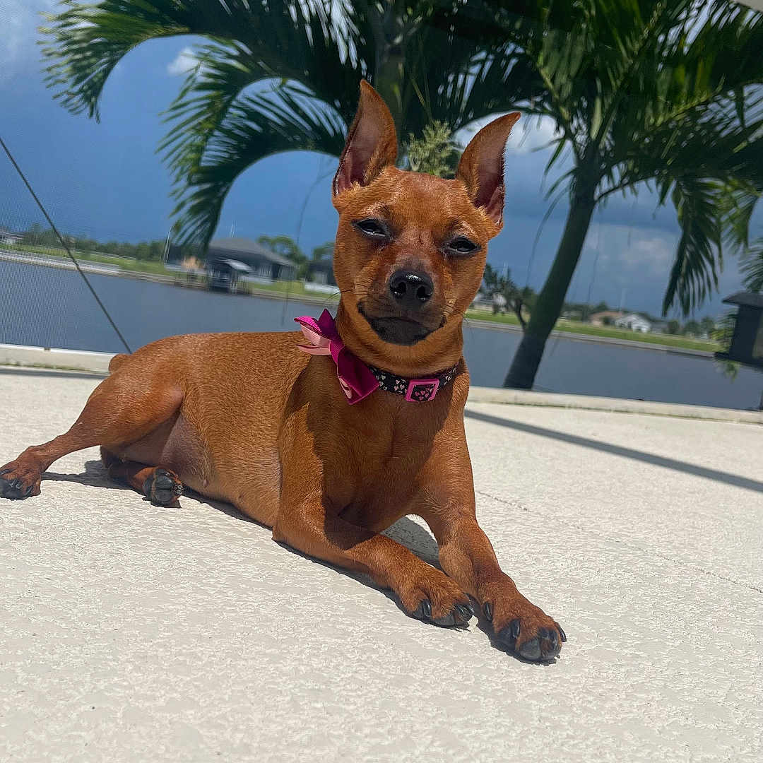 Penelope joined the competition — help win amazing prizes! accessories, animal, beach, canine, coast, dog, nature, outdoors, palmtree, person, pet, plant, puppy, sea, shoreline, strap, summer, tree, vegetation, water