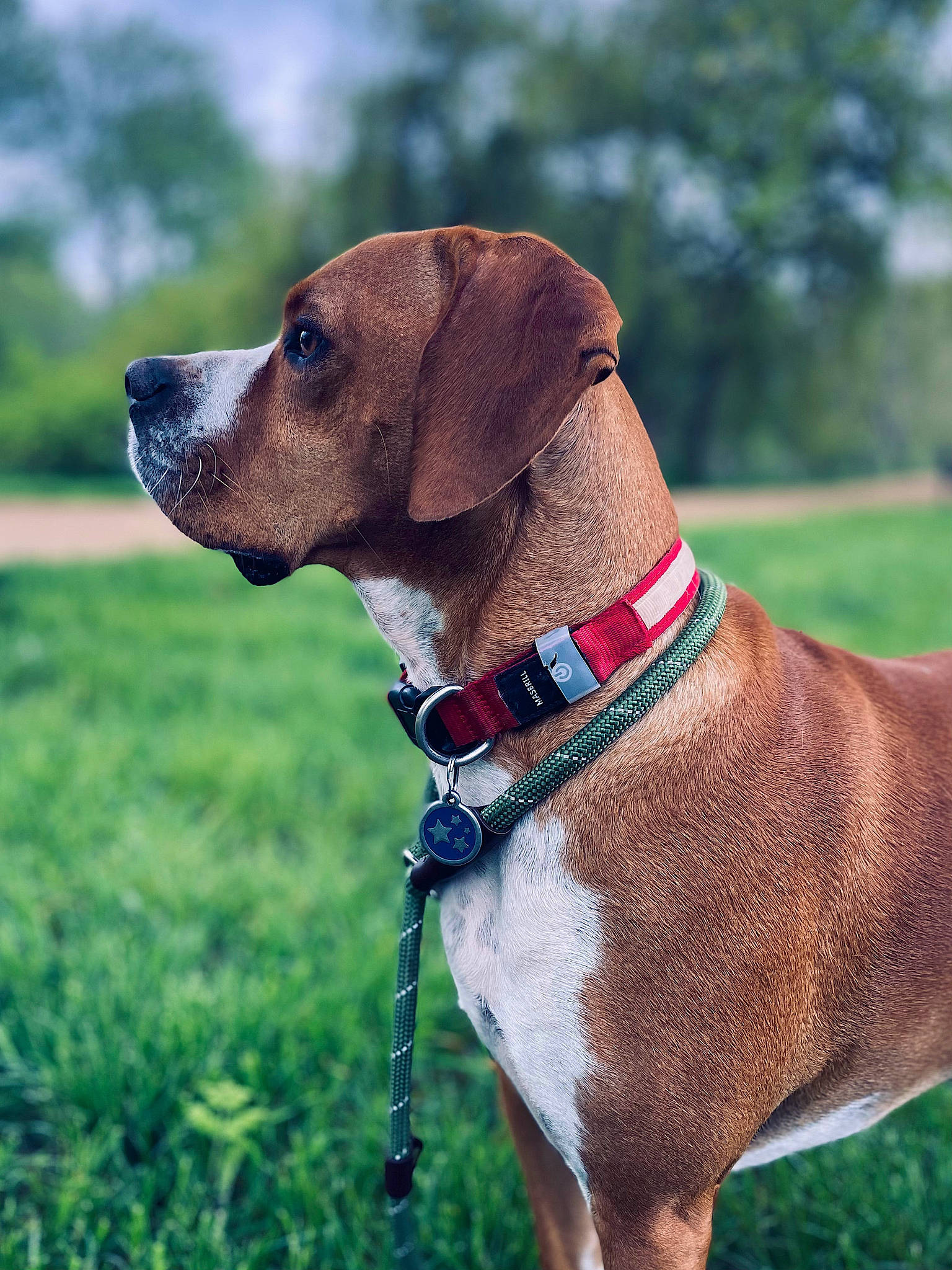 Rio joined the competition — help win amazing prizes! canidae, carnivore, collar, companion_dog, dog, dog_breed, dog_collar, dog_supply, fashion_accessory, fawn, grass, gun_dog, leash, liver, pet_supply, pointing_breed, snout, sporting_group, whiskers, working_animal