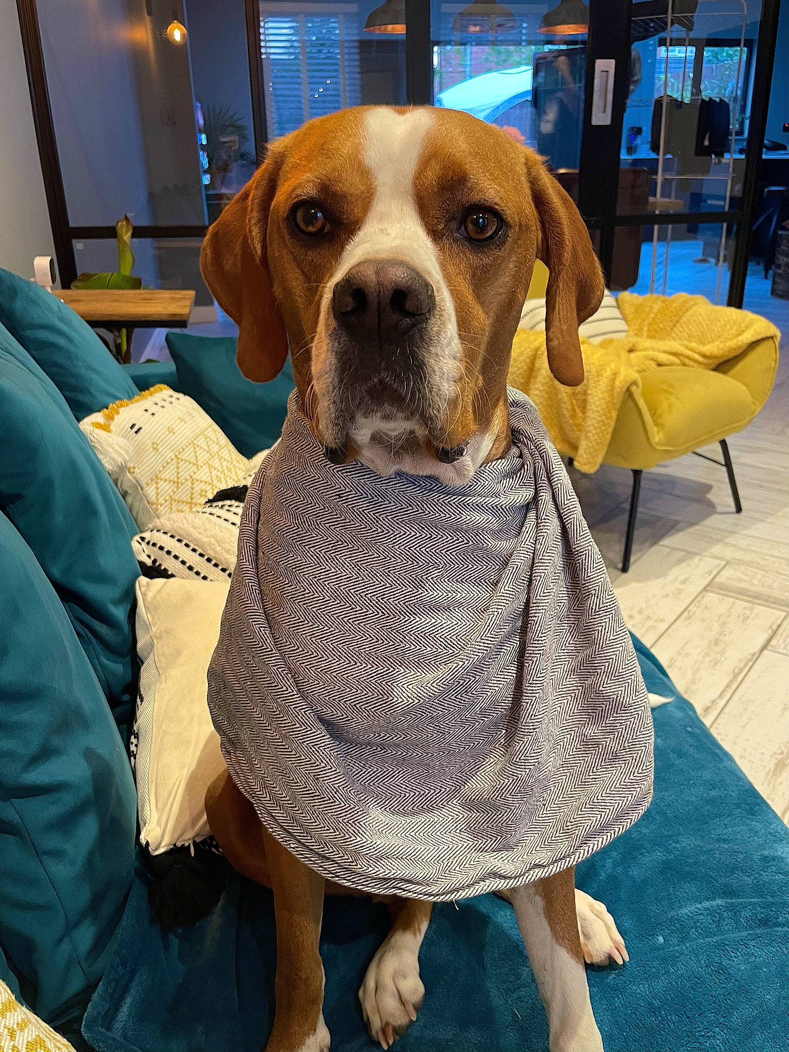Rio is registered to the contest to win money with this photo: carnivore, chair, collar, comfort, companion_dog, dog, dog_breed, dog_clothes, dog_collar, dog_supply, fawn, flooring, hound, linens, liver, pet_supply, scent_hound, snout, sporting_group, working_animal