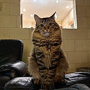 Sky a rejoint le concours — aidez-le/la à gagner de superbes lots ! cat, tabby, feline, sitting, indoor, leather_couch, fur, pet, animal, curious, wide_eyes, cozy, home, furniture, mammal, domestic, whiskers, alert, cute, portrait