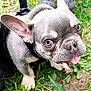 Tuffy is registered to the contest to win money with this photo: dog, french_bulldog, puppy, pet, animal, outdoor, grass, close_up, tongue, chewing, cute, small_dog, playful, ears, fur, canine, nature, young_dog, muzzle, collar