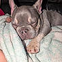 Tuffy joined the competition — help win amazing prizes! dog, puppy, sleeping, french_bulldog, blanket, cozy, nap, paw, ears, cute, pet, indoor, resting, fur, snout, closeup, soft, comfort, animal, relaxation
