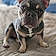 Tuffy