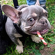 Tuffy joined the competition — help win amazing prizes! dog, french_bulldog, puppy, grass, leaf, outdoor, pet, animal, chewing, toy, closeup, snout, ears, playful, young, nature, canine, cute, expression, fur