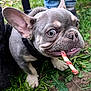 dog, french_bulldog, puppy, grass, leaf, outdoor, pet, animal, chewing, toy, closeup, snout, ears, playful, young, nature, canine, cute, expression, fur