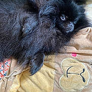 Noopy participe au concours pour gagner de l'argent avec cette photo : dog, black_dog, pomeranian, fluffy_fur, pet, blanket, embroidered_blanket, bear_face, paw, eye, nose, close_up, resting, cozy, indoor, textile, pattern, cute, sleepy, fur_texture