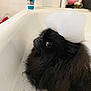 Noopy a rejoint le concours — aidez-le/la à gagner de superbes lots ! dog, pomeranian, black_dog, pet, bathtub, bubbles, foam, bath, wet_fur, big_eyes, looking_up, cute, bathroom, grooming, shampoo_bottle, white_bathtub, soap, portrait, indoor, closeup