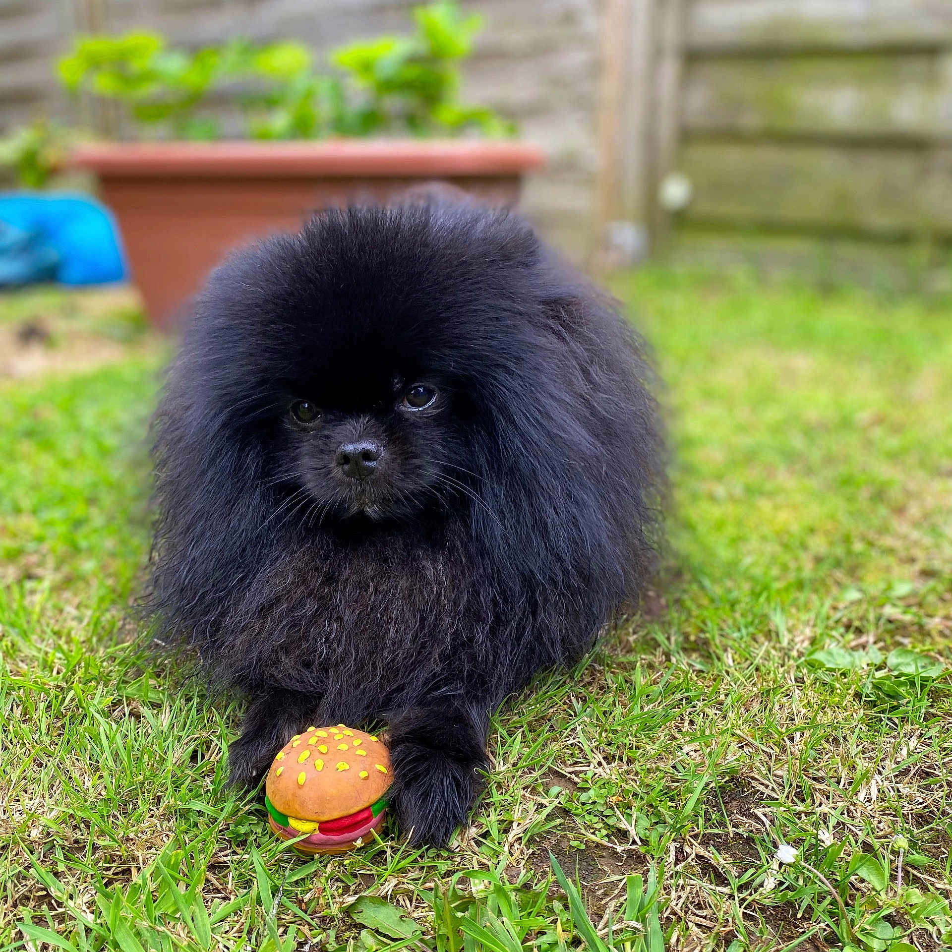 Noopy a rejoint le concours — aidez-le/la à gagner de superbes lots ! dog, pomeranian, black_fur, fluffy, toy_burger, grass, lawn, outdoor, pet, portrait, close_up, small_dog, paw, eyes, nose, fur_texture, backyard, plant_pot, fence, cute