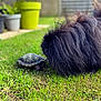 dog, turtle, pet, grass, backyard, potted_plant, plant_pot, fence, fur, shell, curiosity, close_up, outdoor, greenery, shallow_depth_of_field, blurred_background, black_fur, interaction, small_animal, garden