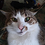 Turner is registered to the contest to win money with this photo: cat, close_up, green_eyes, pink_nose, whiskers, fur, tabby, indoor, pet, animal, curious, face, portrait, looking_at_camera, cozy, fabric, pattern, ears, muzzle, feline