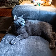 Boo joined the competition — help win amazing prizes! animal, carpet, cat, couch, ears, feline, furry, gray_cat, home, indoor, lamp, living_room, paw, pet, relaxing, resting, sofa, sunlight, table, whiskers