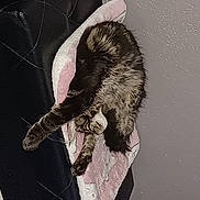 Nala a rejoint le concours — aidez-le/la à gagner de superbes lots ! arm, carnivore, claw, dog_breed, domestic_short_haired_cat, fashion_accessory, feather, felidae, fur, gesture, grey, monochrome, shadow, small_to_medium_sized_cats, tail, tints_and_shades, tree, trunk, whiskers, wing