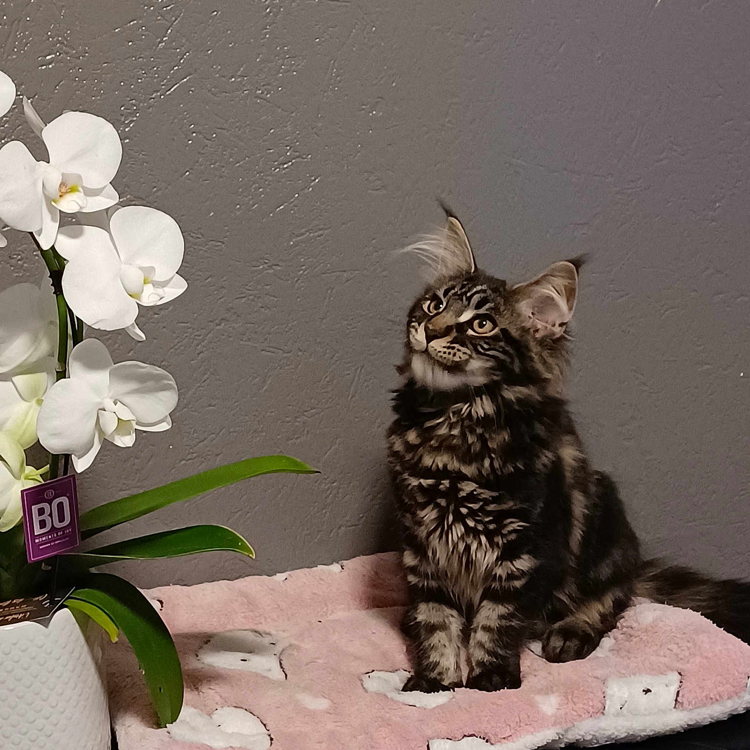 Nala
