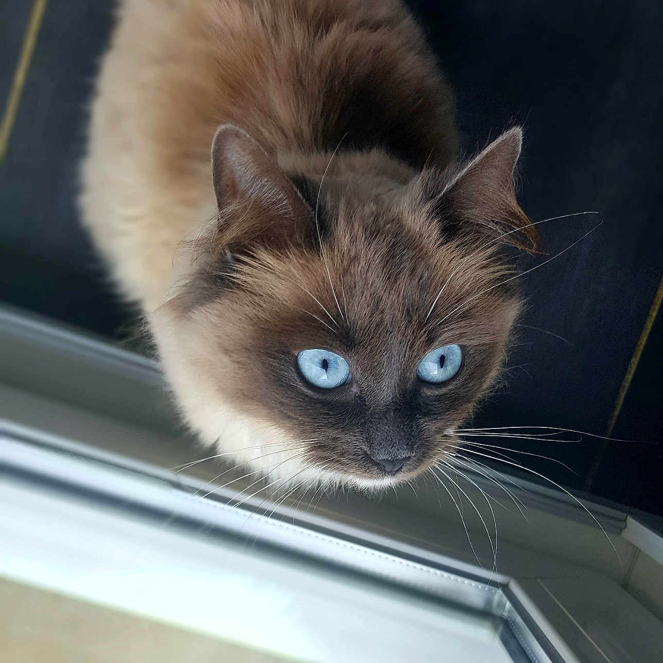 Maya participe au concours pour gagner de l'argent avec cette photo : abyssinian, angora, animal, cat, kitten, manx, pet, siamese, window, windowsill