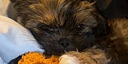 Romeo joined the competition — help win amazing prizes! puppy, dog, stuffed_toy, blanket, snuggling, cozy, soft, sleepy, fur, indoors, cute, pet, toy, comfort, resting, animal, brown, white_paw, close_up, warm