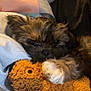 puppy, dog, stuffed_toy, blanket, snuggling, cozy, soft, sleepy, fur, indoors, cute, pet, toy, comfort, resting, animal, brown, white_paw, close_up, warm
