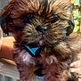 Romeo is registered to the contest to win money with this photo: puppy, dog, close_up, fluffy, brown_fur, black_fur, blue_harness, cute, pet, animal, young_dog, indoor, hand, person, adorable, small, fur, snout, eye, nose