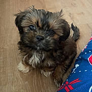 Romeo is registered to the contest to win money with this photo: puppy, dog, pet, brown_fur, white_fur, black_fur, floor, wooden_floor, pajamas, clothing, pattern, indoor, cute, small_dog, fur, animal, sitting, young_dog, companion, domestic_animal