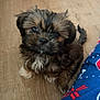 puppy, dog, pet, brown_fur, white_fur, black_fur, floor, wooden_floor, pajamas, clothing, pattern, indoor, cute, small_dog, fur, animal, sitting, young_dog, companion, domestic_animal