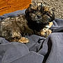 Romeo is registered to the contest to win money with this photo: puppy, dog, fur, sleeping, blanket, wood, texture, cozy, resting, brown, black, small, cute, indoor, pet, animal, soft, relaxed, fur_texture, background