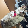 Prada joined the competition — help win amazing prizes! cat, cat_tree, feather_toy, indoor, feline, pet, white_fur, tabby, relaxed, cozy, carpeted, animal, claws, ears, whiskers, tail, soft_fur, background_blur, home, furniture