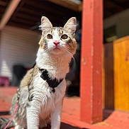 Prada joined the competition — help win amazing prizes! cat, animal, pet, outdoor, wooden_porch, sunlight, harness, feline, whiskers, ears, fur, sitting, curious, close_up, daylight, shadow, background_blur, domestic_cat, pink_nose, alert